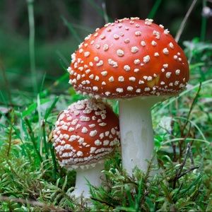 Meet your Posher, Autumn